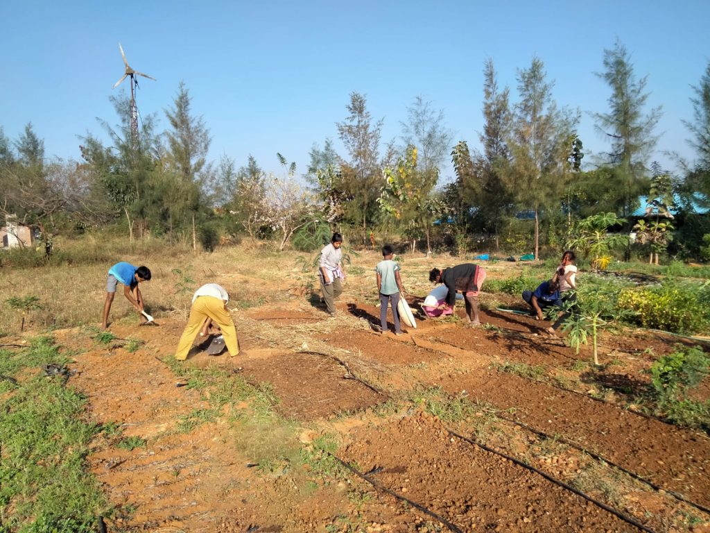 Medicinal Herb Garden at protoVillage